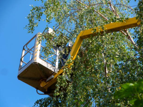 Enhance Your Yard with Tampa’s Best Residential Tree Services